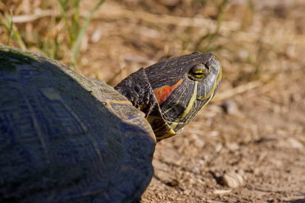 Turtle on the San Antonio River