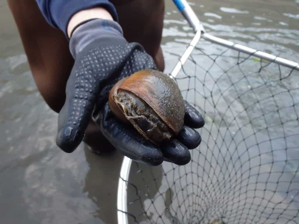 River Authority staff hold mature apple snail found on the San Antonio River.