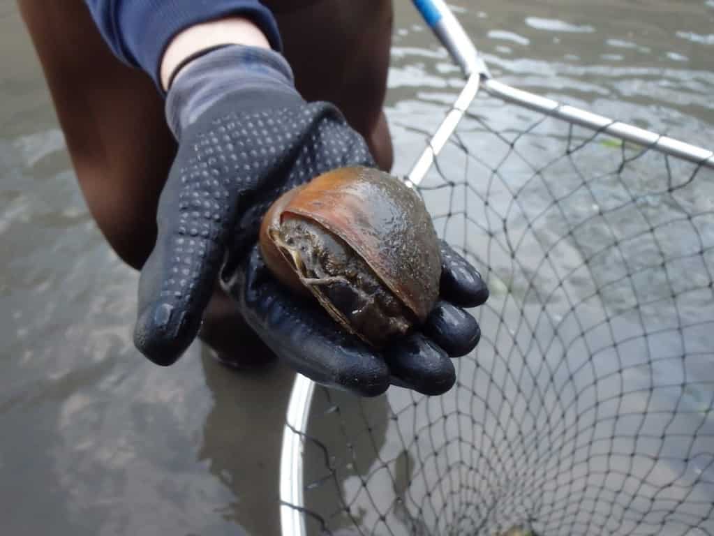 River Authority staff hold mature apple snail found on the San Antonio River.