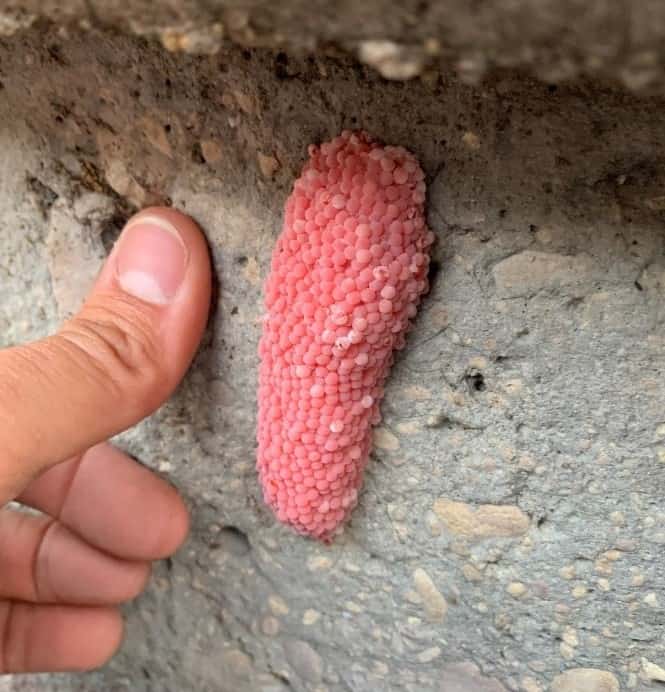 Cluster of Apple Snail eggs found along the San Antonio River.