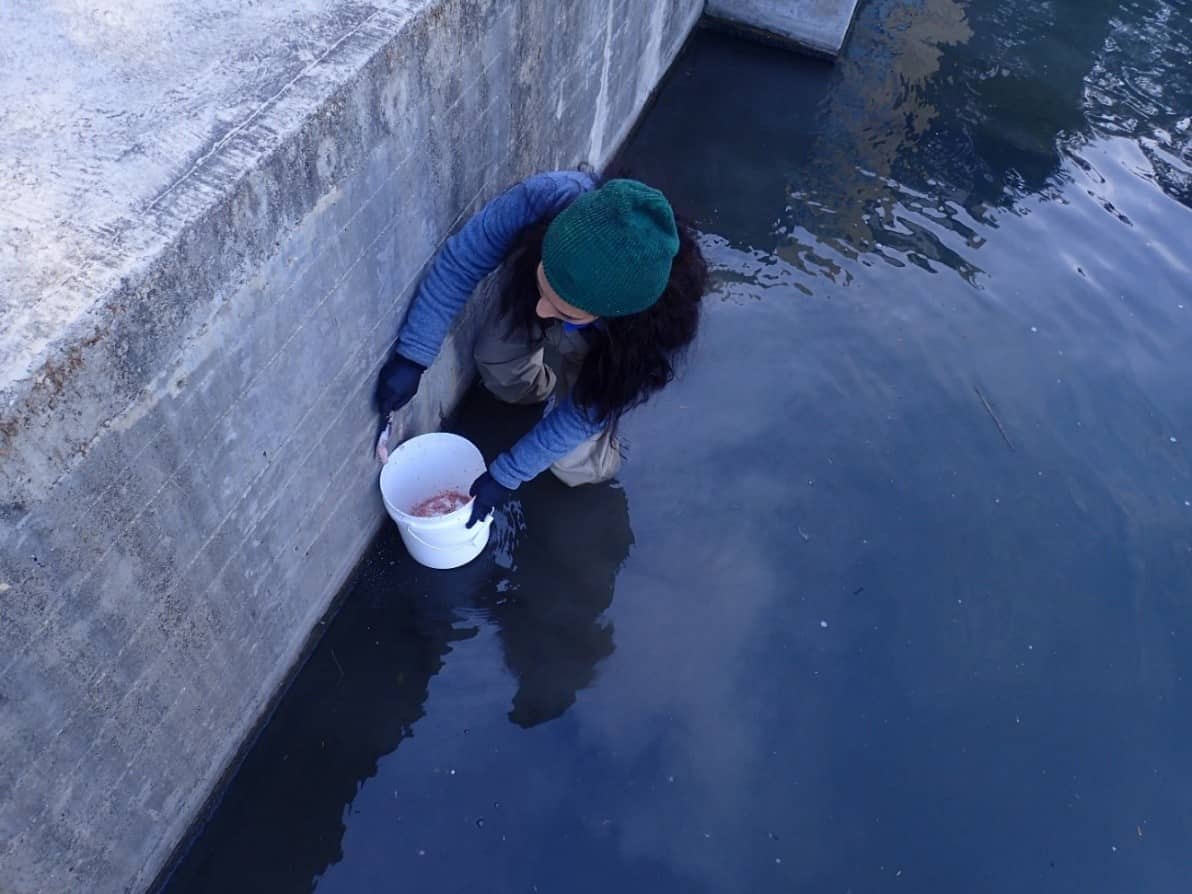 River Authority staff removes Apple Snail egg clusters along the San Antonio River