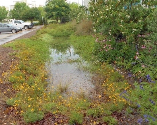 Rain garden in action at the River Authority’s Euclid building