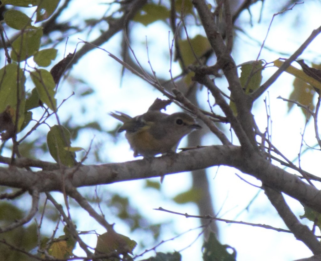Peter Joseph recorded this white-eyed Vireo observation as part of our Summer 2020 Bio Blitz