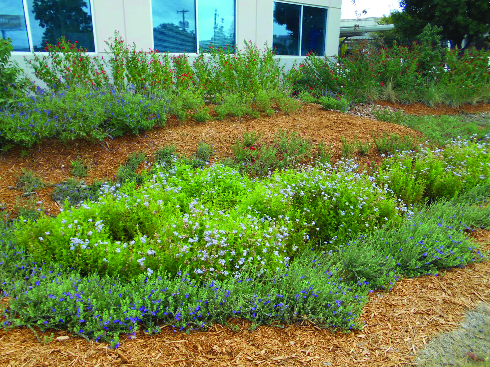 Rain Garden