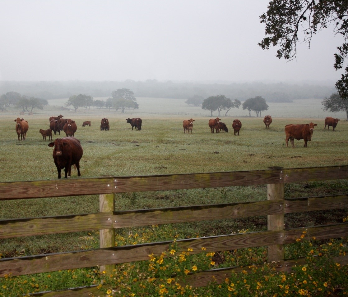 River Authority Board Member Gaylon Oehlke’s OK Ranch in Karnes County