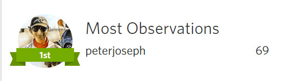 Peter Joseph earned the most observations as part of our Summer 2020 Bio-Blitz.