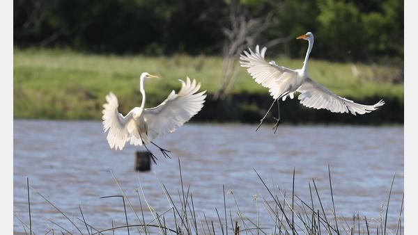 2020 River Clicks Winner - Judge's Choice Category, Karnes County
