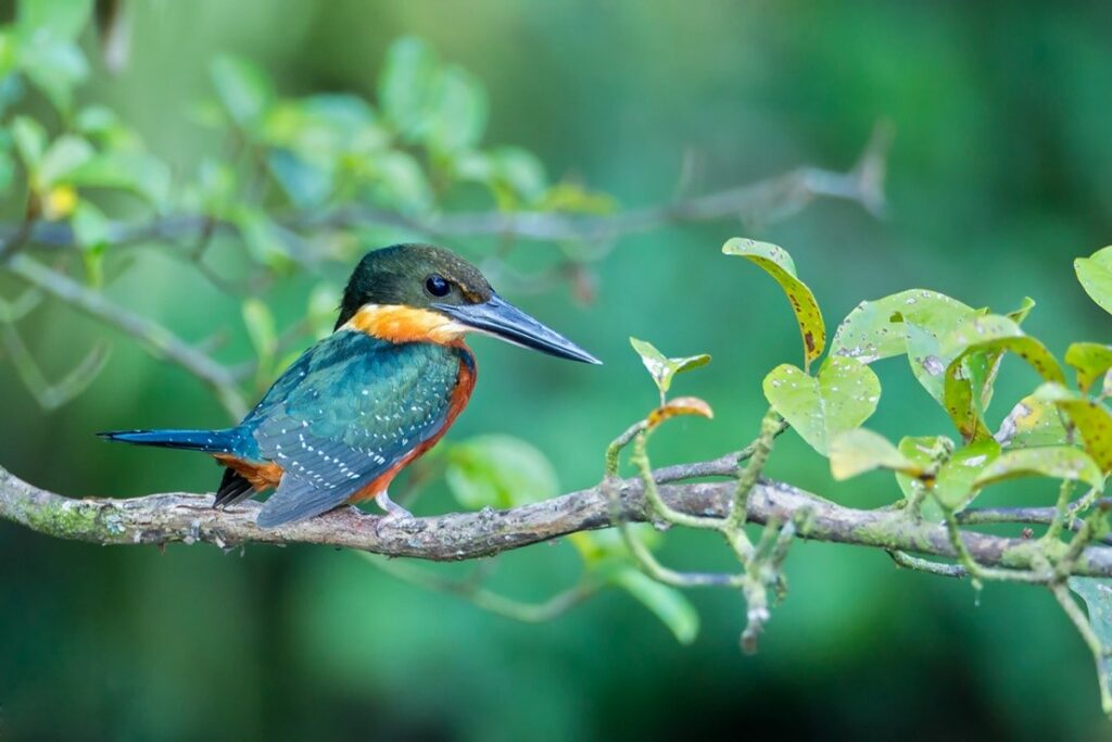 Green kingfisher photographed on the San Antonio River near Riverdale Bridge in Goliad by River Authority Board Member James Fuller’s son James.