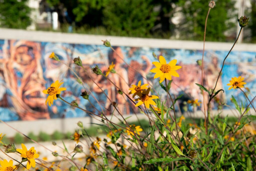 Wildflowers along San Pedro Creek Culture Park.