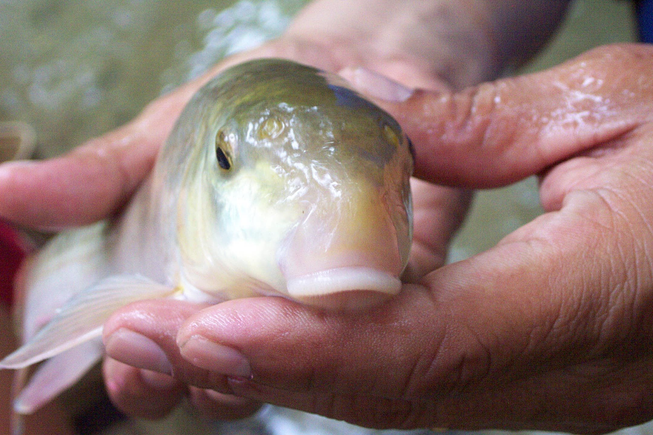 Gray Redhorse (Moxostoma congestum)