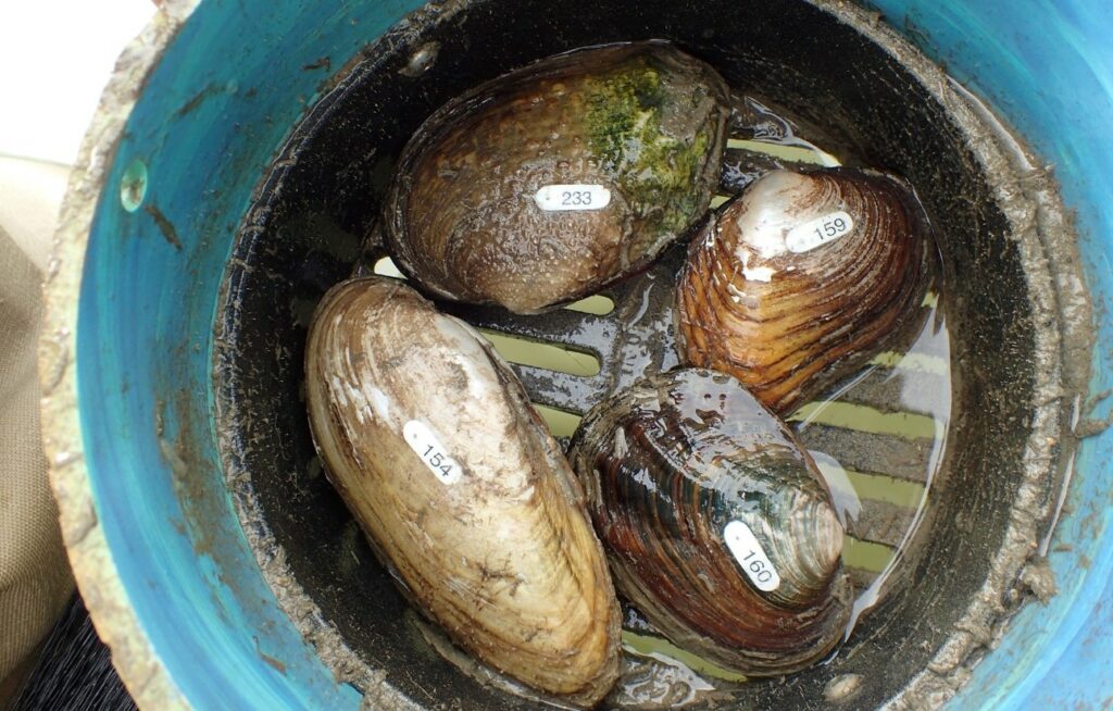 Freshwater mussels taken from the San Antonio River.