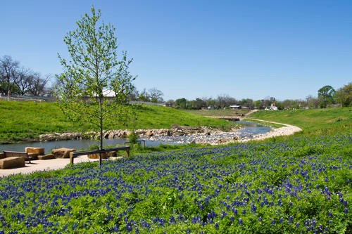 Bluebonnets are seen along the Mission Reach segment of the San Antonio River Walk