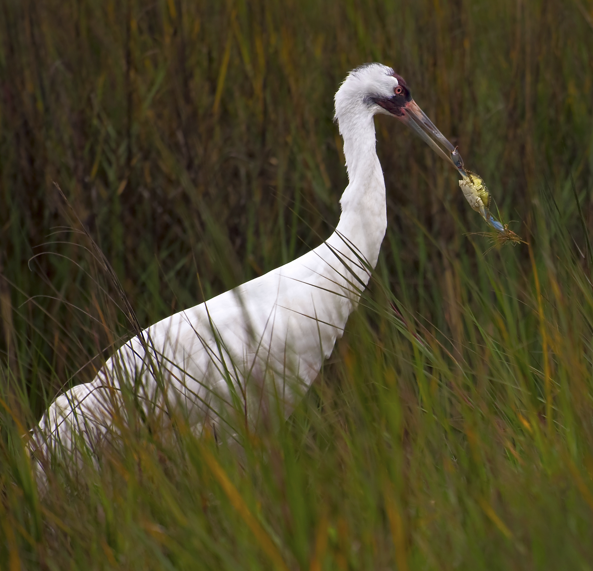 A Whooping Crane with fish in its mouth