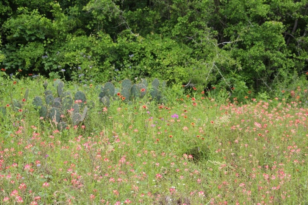 Wildflower field at Jackson Nature Park in Wilson County.