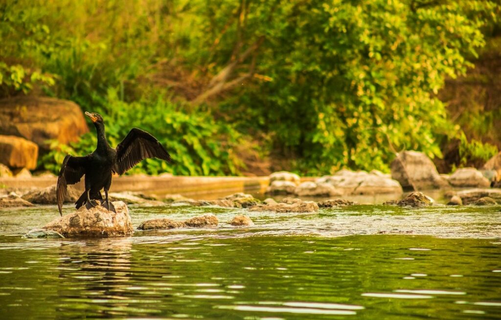 Cormorant on the San Antonio River