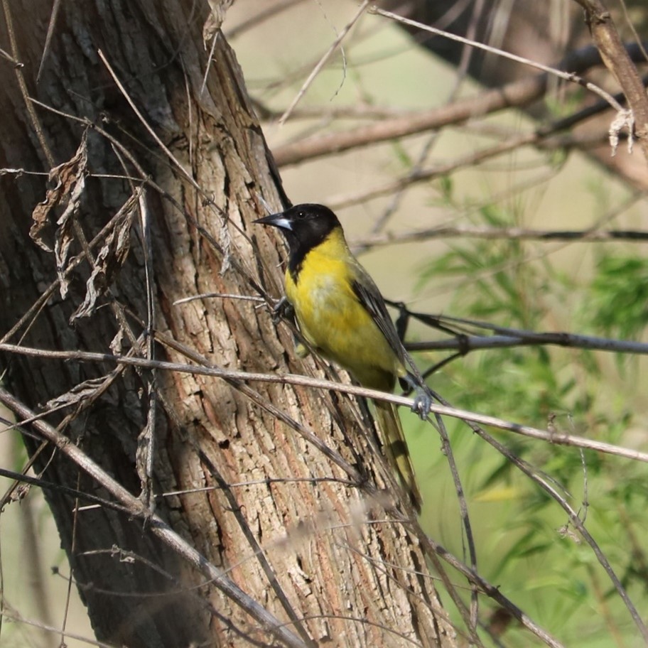 Audubon’s Oriole on the Mission Reach of the San Antonio River Walk