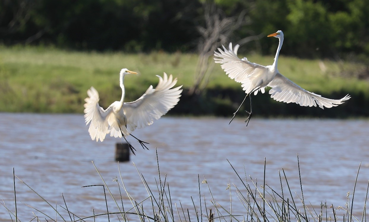 A pair of snowy egrets take flight along the San Antonio River in Karnes County