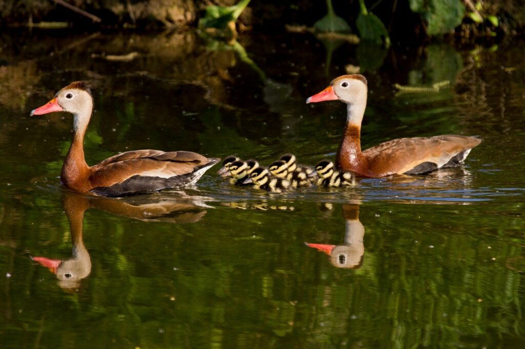 A pair of Whistling Ducks with their offspring