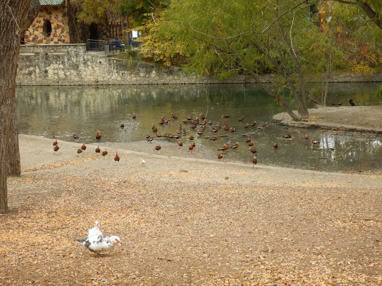 A group of ducks gather at a park