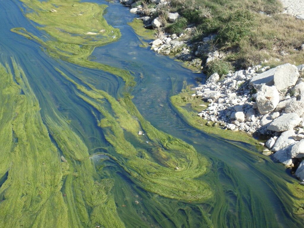 An algae bloom on the San Antonio River.