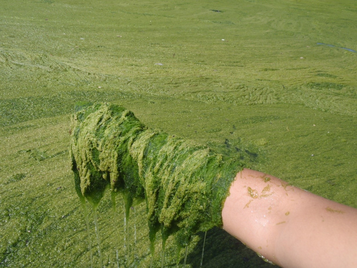 Algae bloom on the San Antonio River 