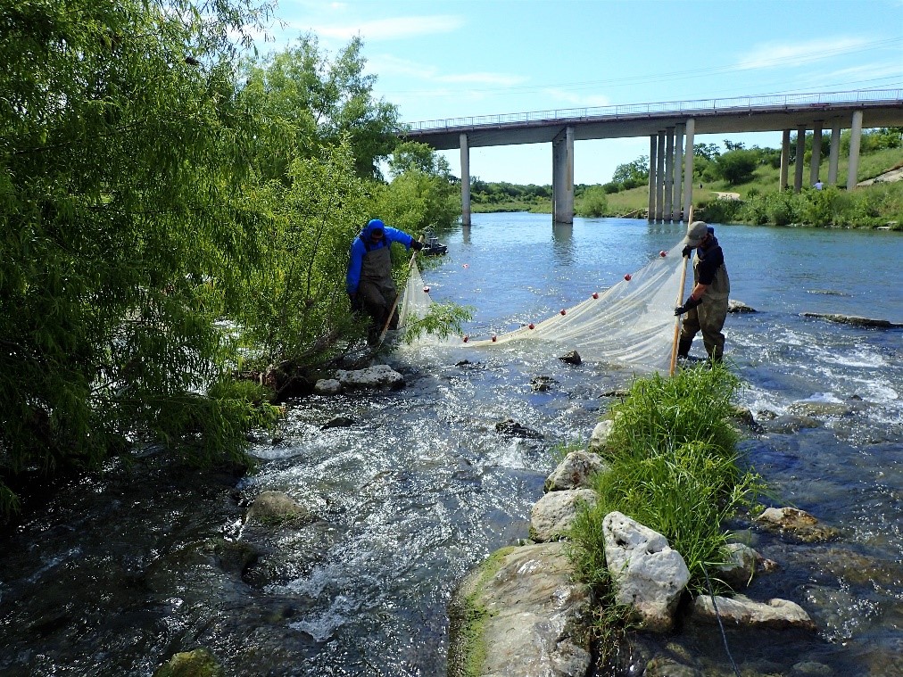 River Authority Environmental Sciences field staff conducting a fish survey. 