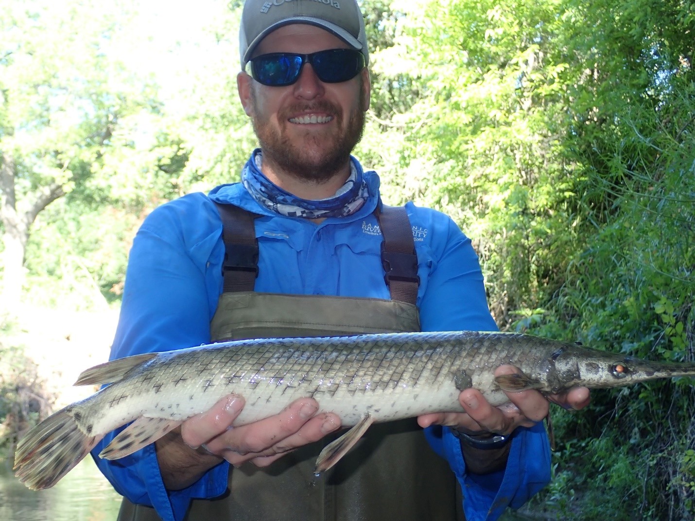 River Authority's Environmental Sciences Department Manager Shaun Donovan holds an Alligator Gar on the San Antonio River