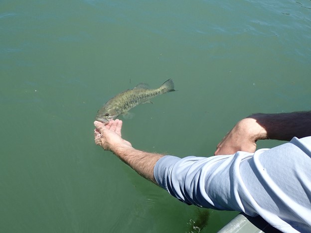 Guadalupe Bass on the San Antonio River