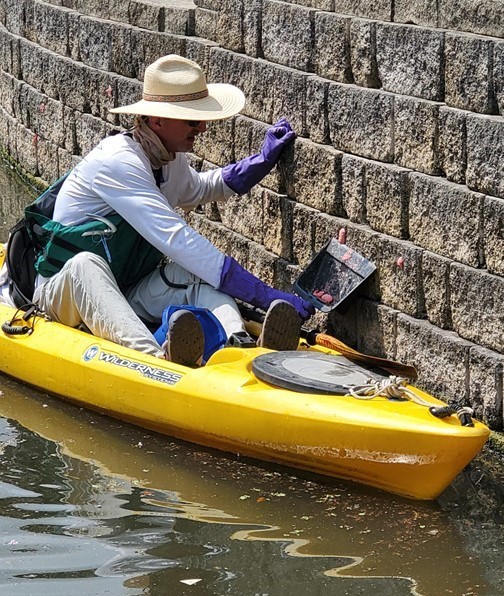 River Warrior apple snail removal 