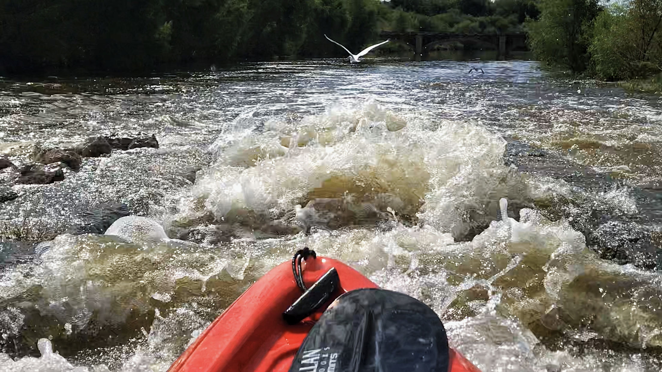 Kayaking and Great Egret bird