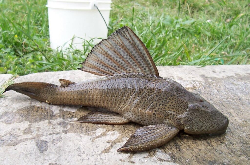 Plecostomus (Hypostomus Plecostomus)