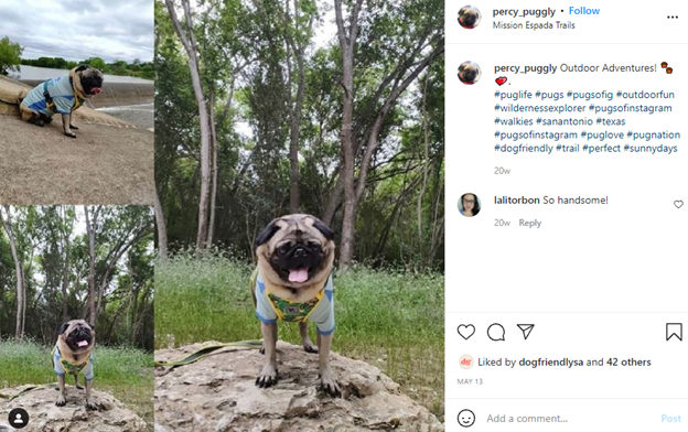 Dogs of Instagram - Percy the Pug