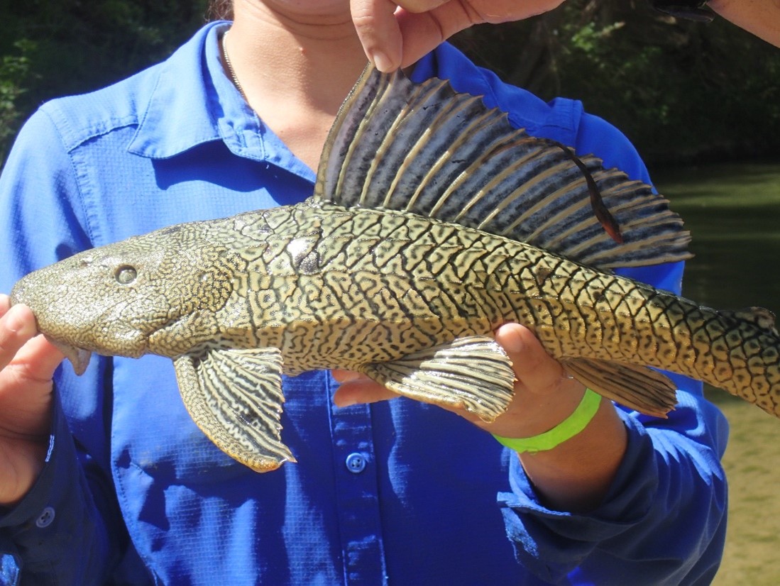 Plecostomus (Hypostomus Plecostomus)