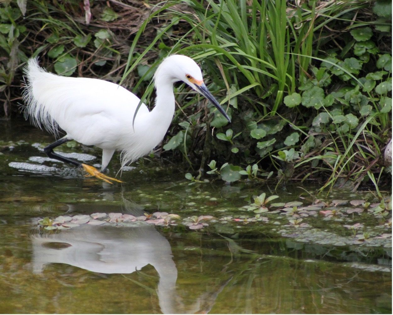 A Snowy egret searches for its prey along Alazán Creek.