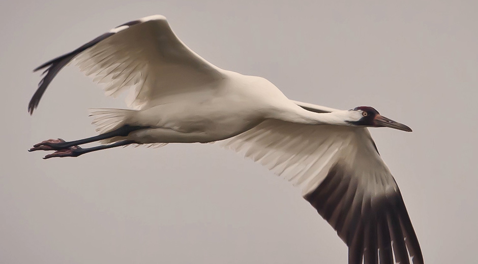 Whooping Crane flying through overcast sky.