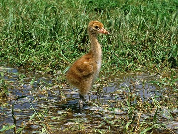 Whopping crane chick standing in pond