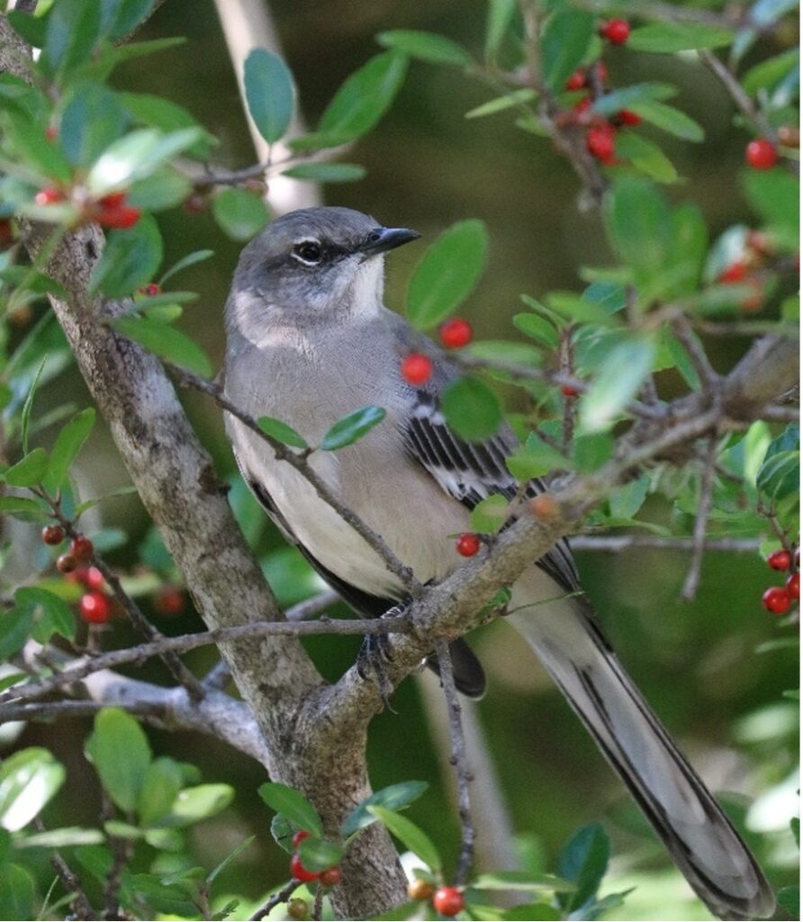 A Northern mockingbird guards Yaupon Holly berries at the River Authority Main Office