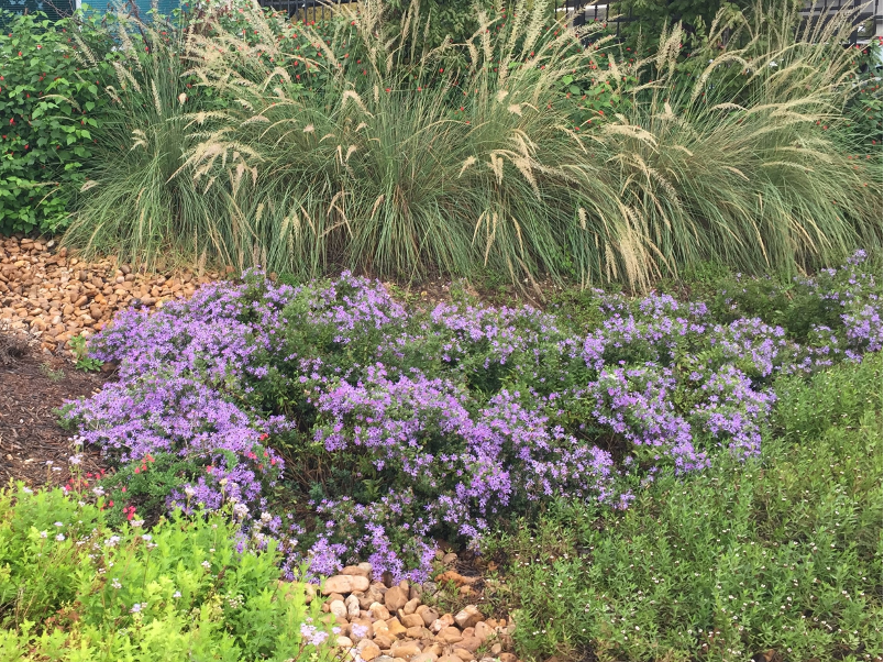 Bird and pollinator-friendly native landscape at the River Authority Environmental Center 