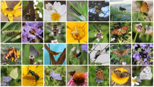 A sampling of bird and pollinator biodiversity seen in the native landscape at the River Authority Environmental Center