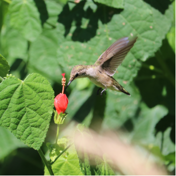 A sampling of bird and pollinator biodiversity seen in the native landscape at the River Authority Environmental Center