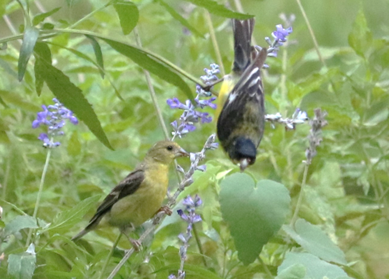 A pair of Lesser Goldfinches eating seeds of Mealy Blue Sage in a local native garden