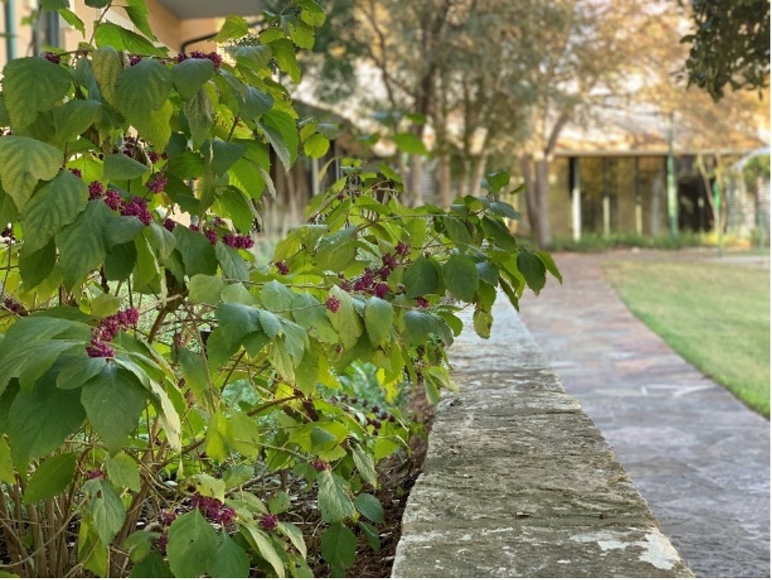 American Beautyberry covered in berries at the River Authority Main Office