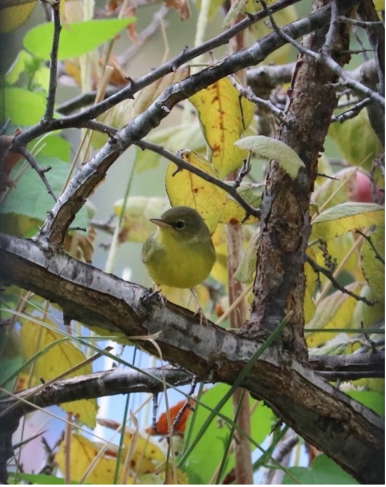 Mourning warbler perched in tree