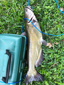 Caught fish lies on grass next to fishing supply container.
