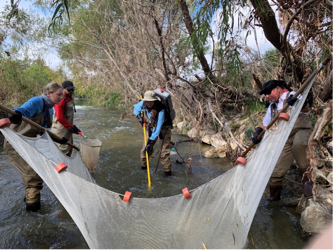 ESD staff capture sample fish using a seine net.