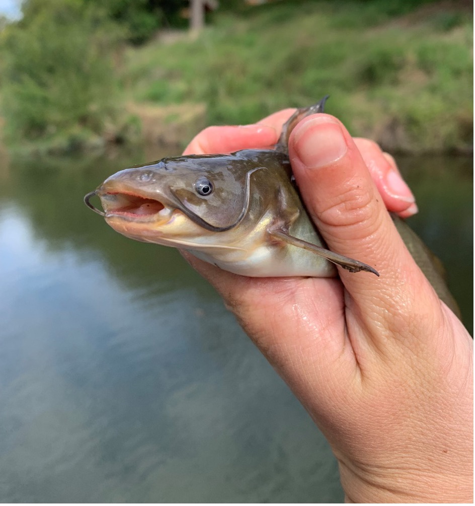 A yellow bullhead catfish stares mouth agape while being held by a hand.