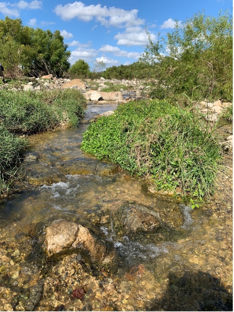 Mission Reach in downstream of Espada Dam.
