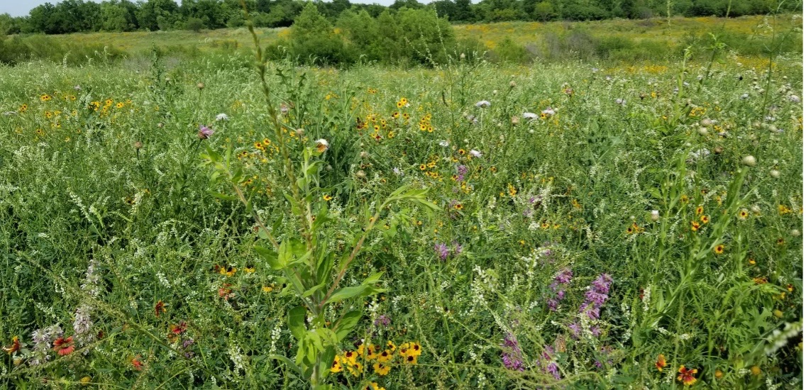 Cleared Mission Reach area filled with grass and wildflowers.