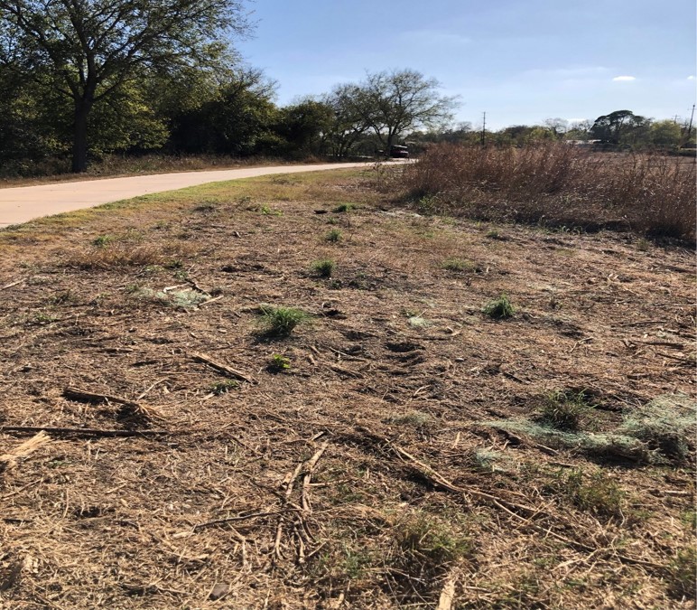 Mission Reach prescribed burn clearing