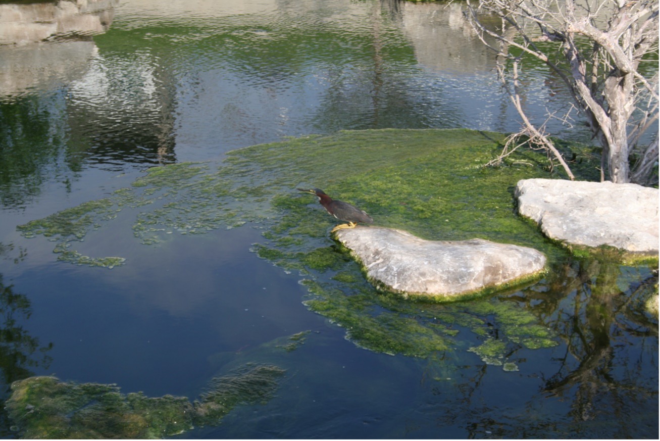 Native bird sits on top of a rock overlooking San Antonio River filled with an algal bloom.